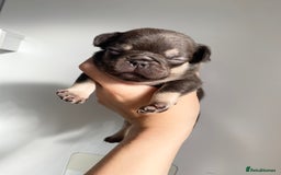 French Bulldog dogs for sale: Beautiful litter off French bulldog puppies  - Image 2