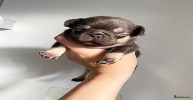 French Bulldog dogs - Advert 5