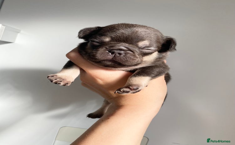French Bulldog dogs - Advert 1