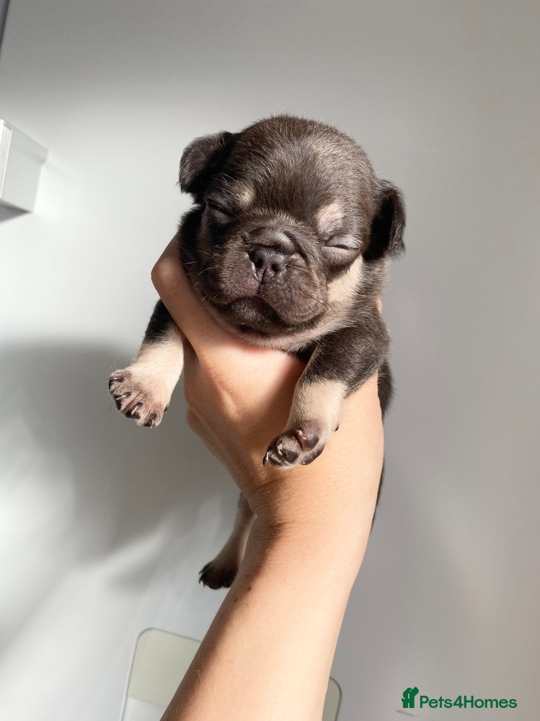 French Bulldog dogs for sale: Beautiful litter off French bulldog puppies  - Image 2