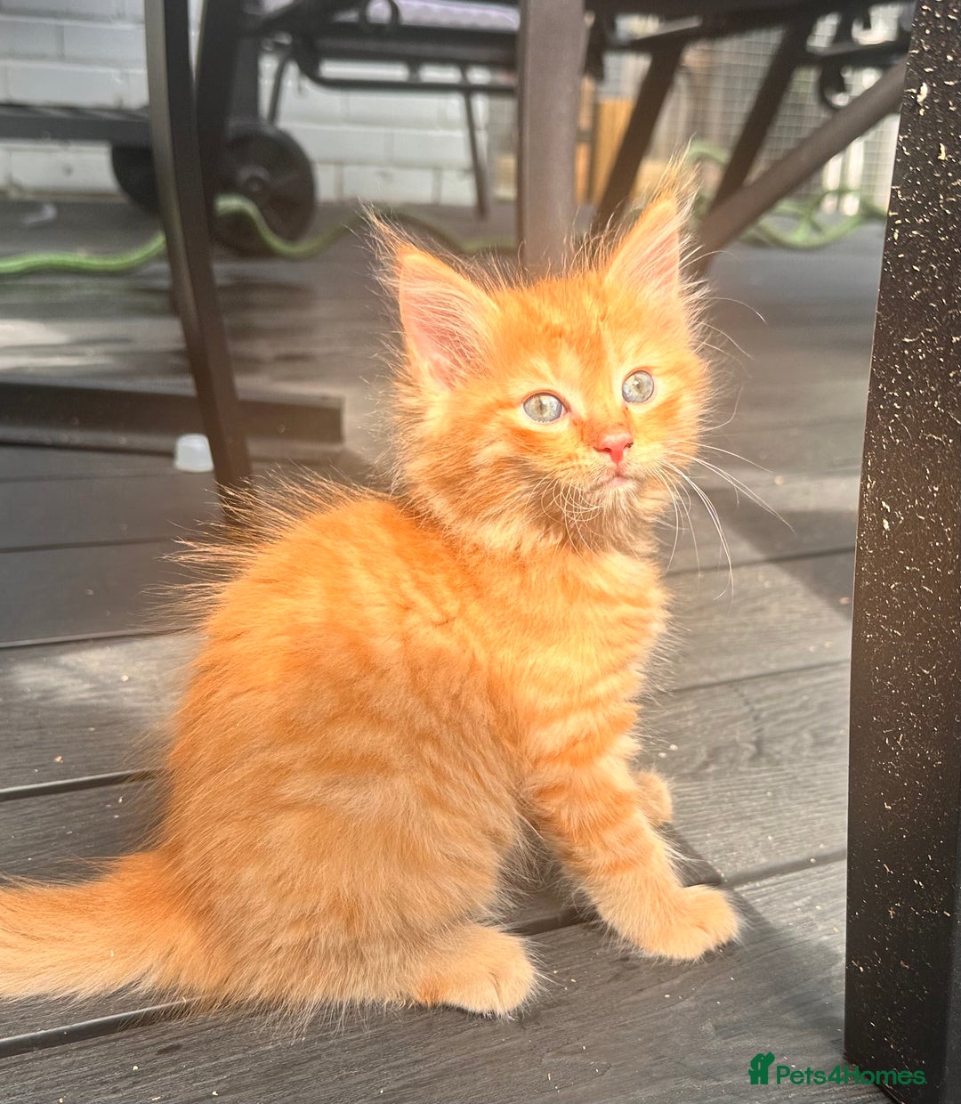 Ragdoll cats for sale: Calico Ragdolls - Image 6