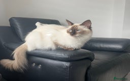 Ragdoll cats for sale: Tabby Ragdolls - Image 2