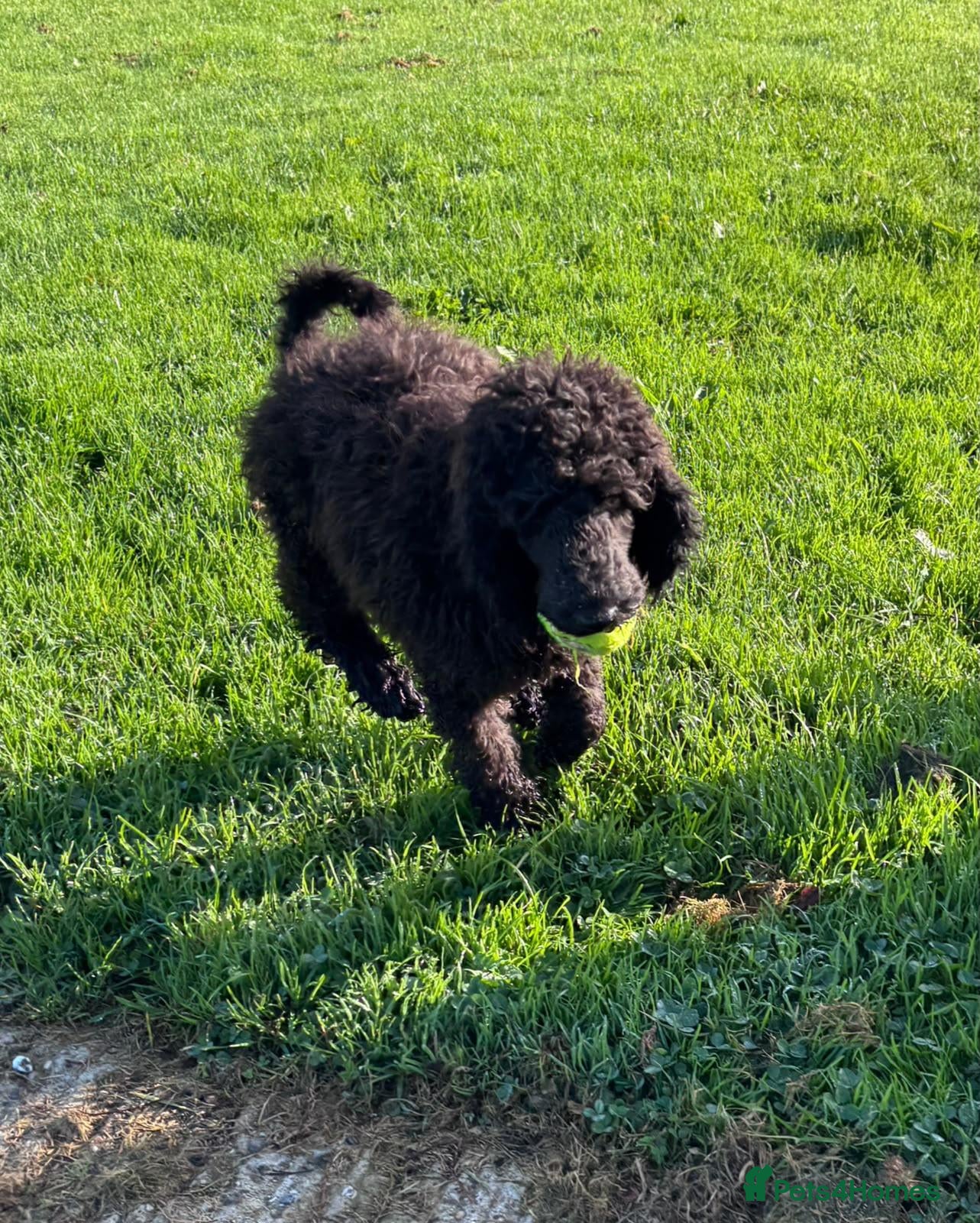 Standard Poodle dogs Standard poodle female puppy  - Advert 18