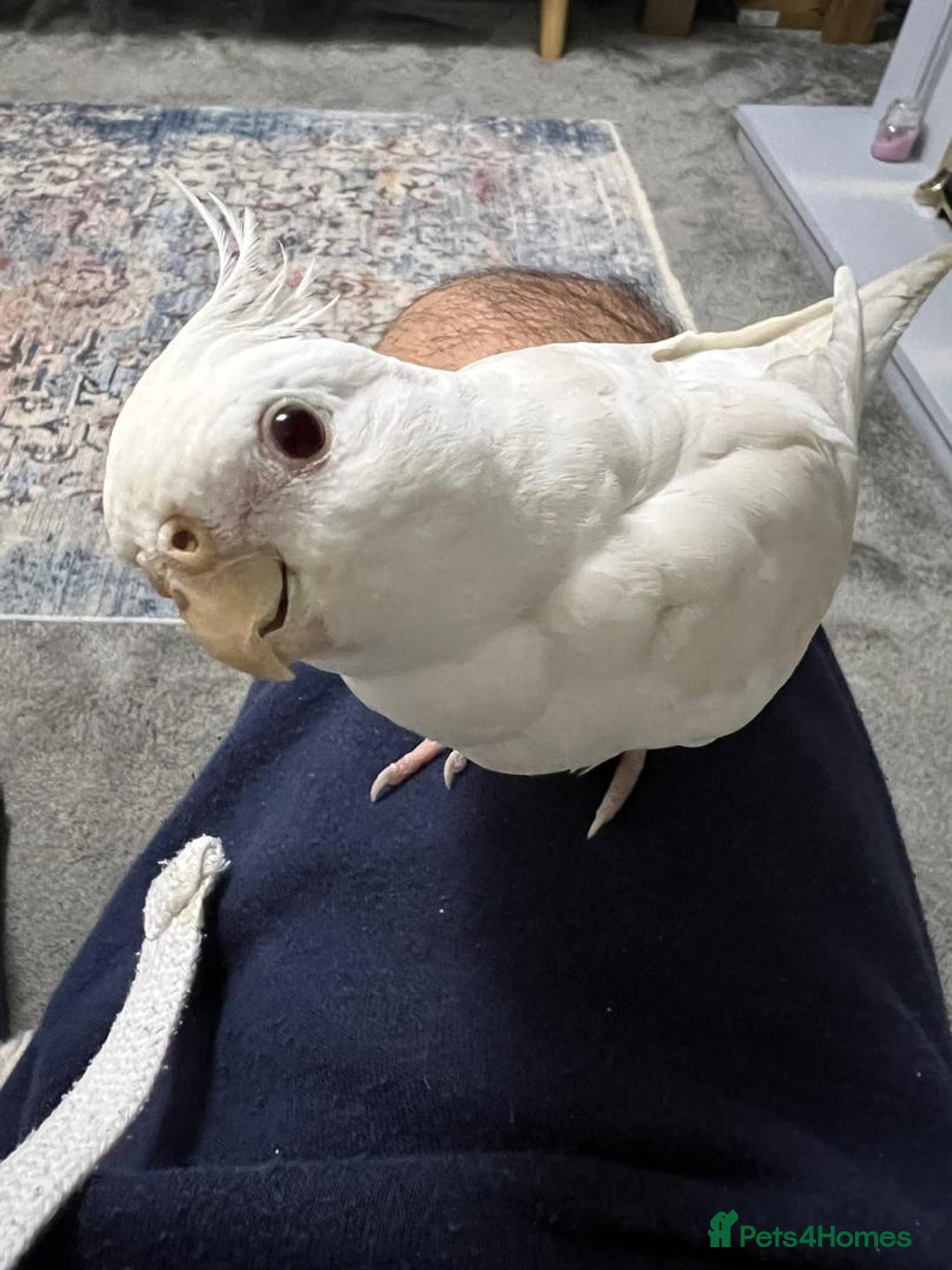 Cockatiels birds for sale: Cockatiels - Advert 5