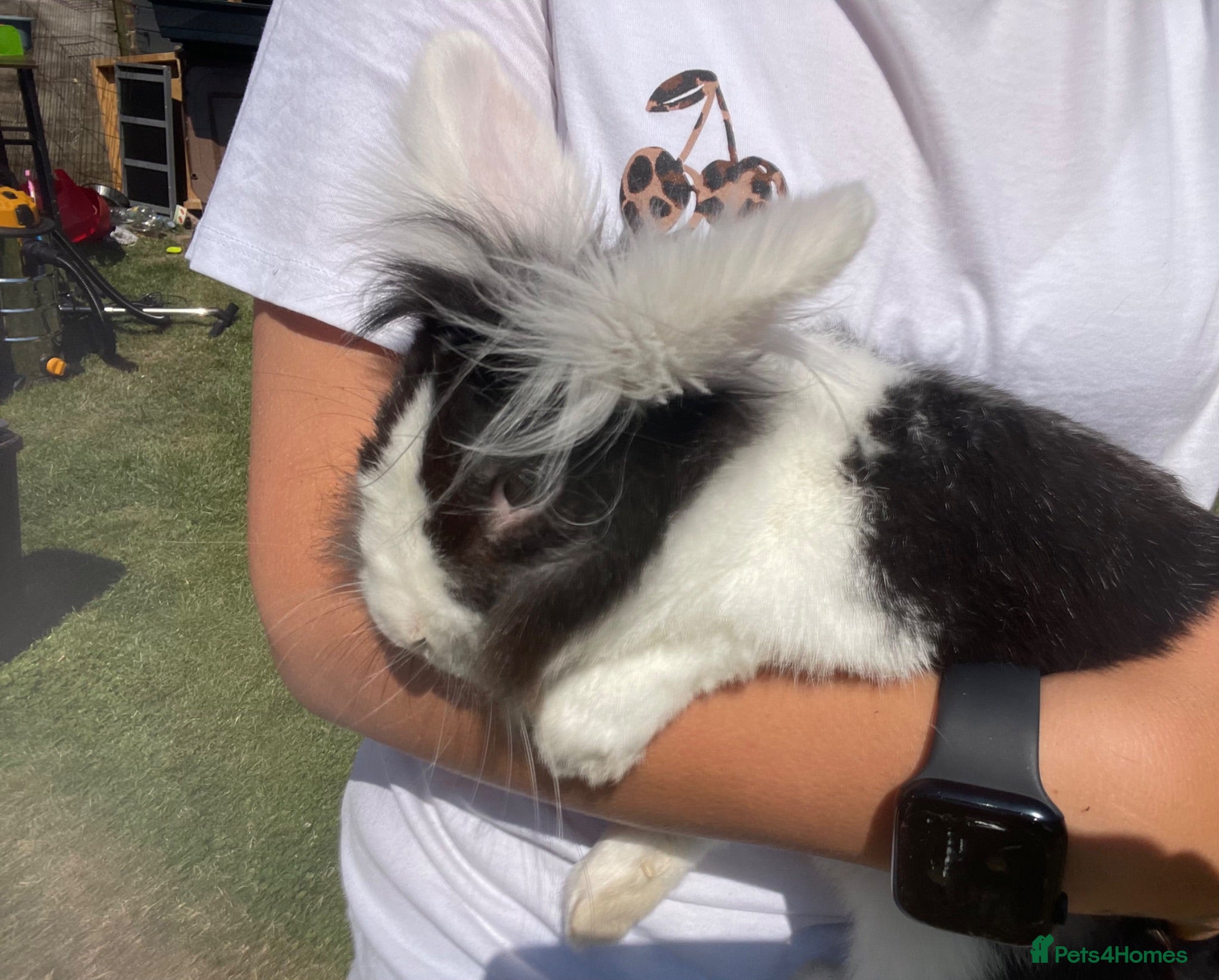 Mixed Breed rabbits Male rabbit - Advert 2
