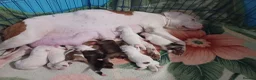 Staffordshire Bull Terrier dogs for sale: Adorable puppy for Staffordshire Bull Terrier - Advert 1
