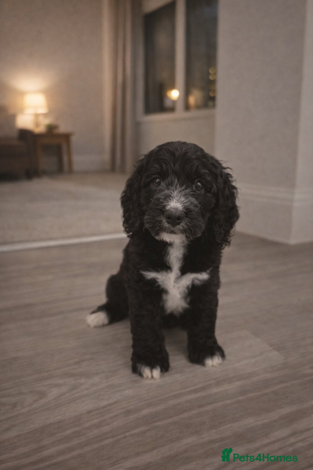 Cockapoo dogs for sale: Gorgeous F1 Cockapoo Puppies  - Advert 4