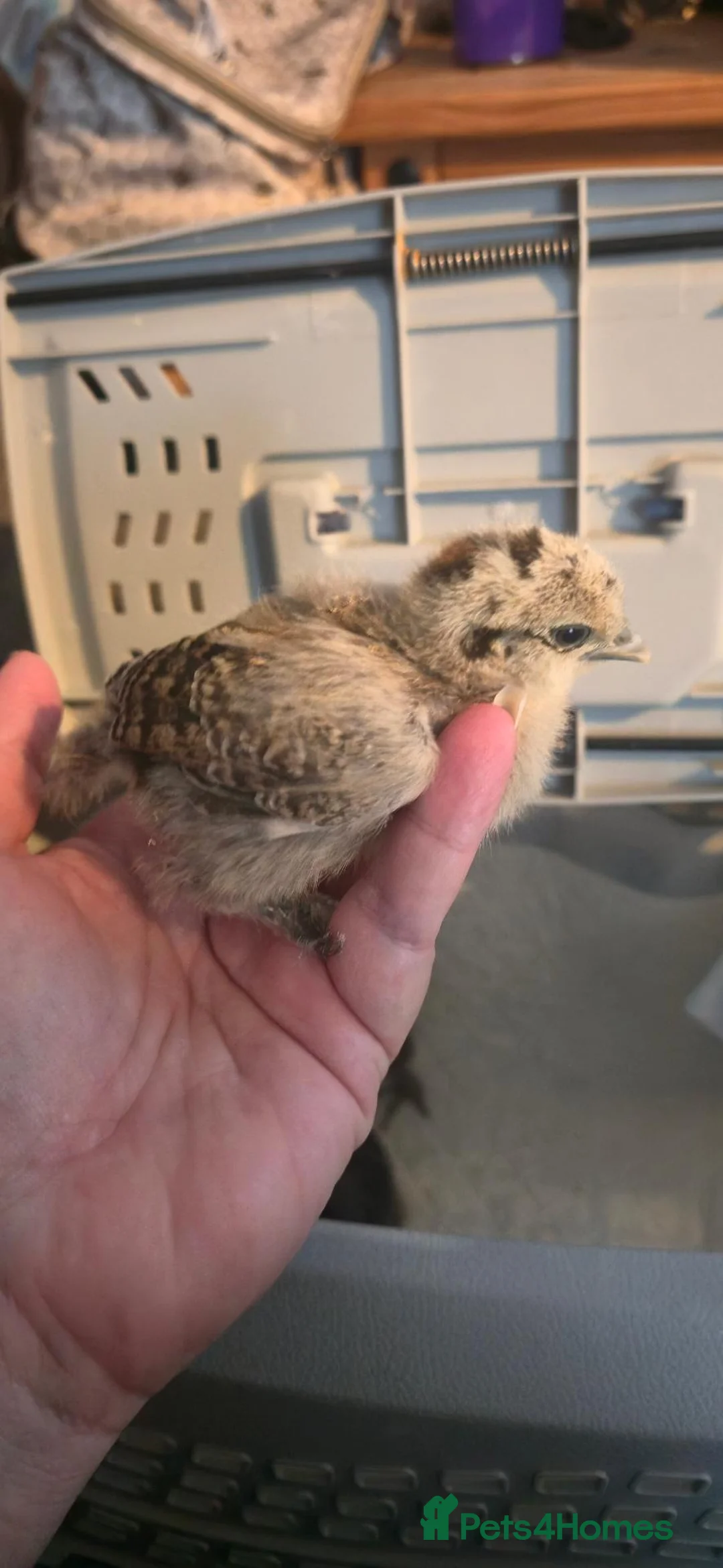 Chickens poultry for sale: Silkie x pekin bantam  - Advert 25