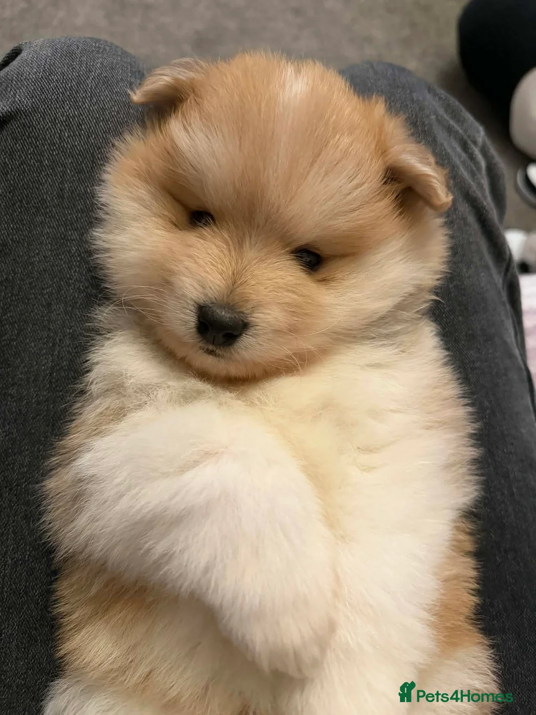 Pomeranian dogs for sale: Pomeranian Puppies - Advert 6