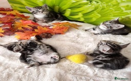 British Shorthair cats for sale: British Shorthair Tabby  - Image 24