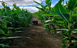 Labrador Retriever dogs for sale: Labrador for sale - Image 11