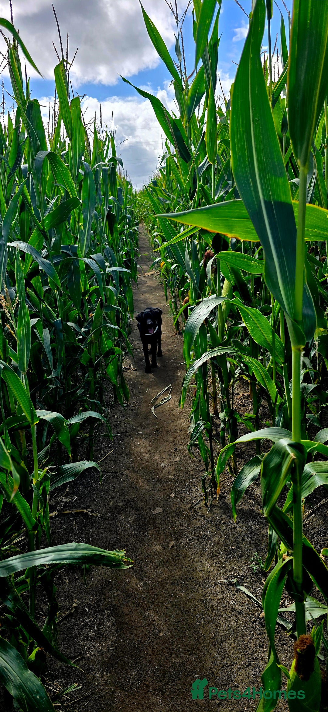 Labrador Retriever dogs for sale: Labrador for sale - Image 11