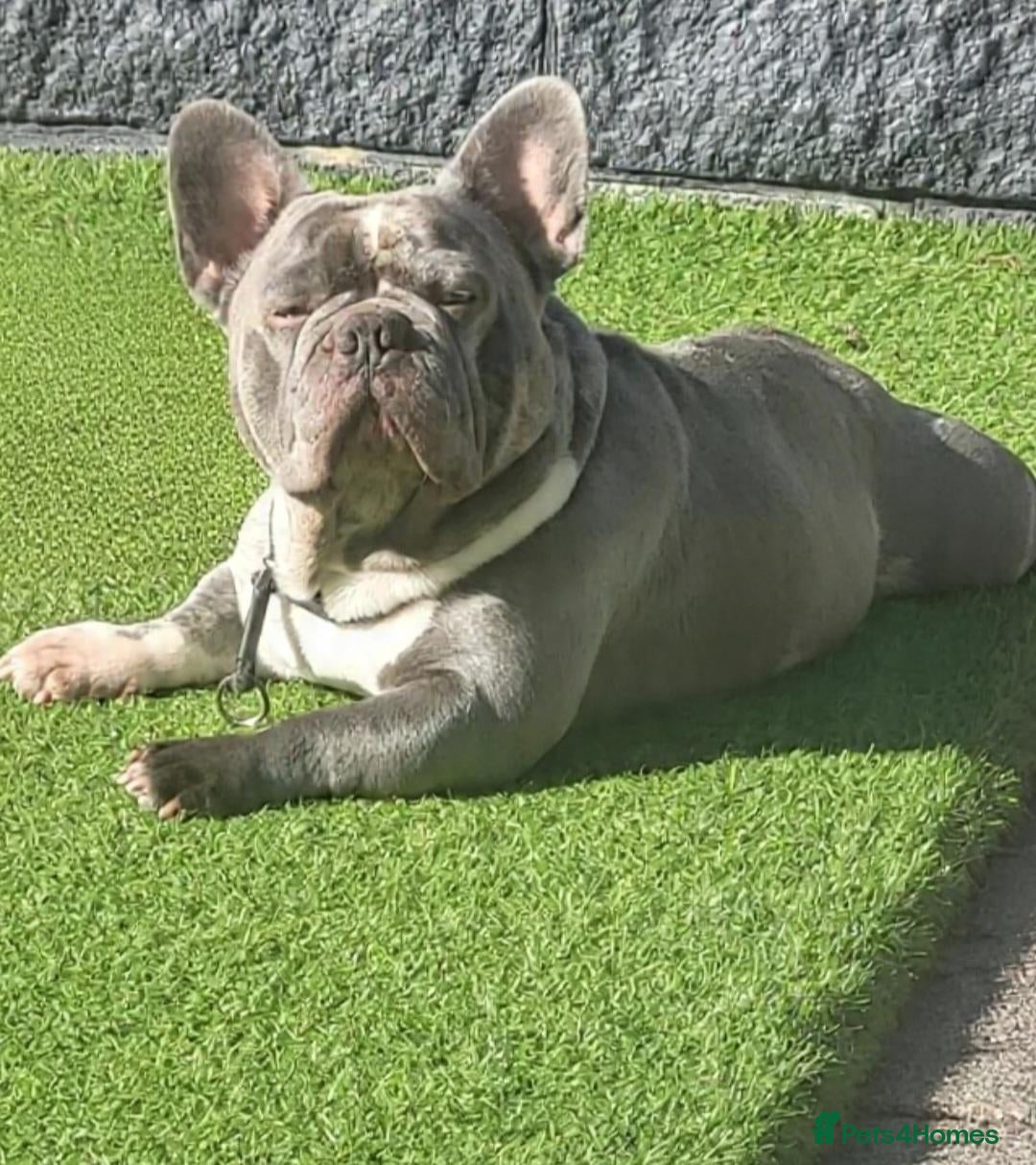 French Bulldog dogs LILAC MERLE STUD - Advert 2