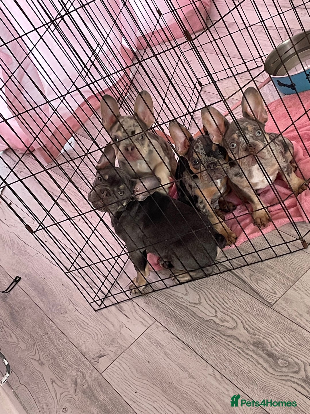 French Bulldog dogs for sale: Kc registered 12 week old French. Bulldogs  - Image 27