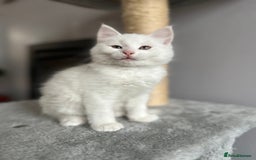 Turkish Angora cats for sale: Beautiful Turkish Angora Kittens - Image 7