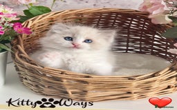 Ragdoll cats for sale: 🐾🩷*TICA REG* LYNX TABBY EU RAGDOLL KITTENS🩵🐾 - Image 7