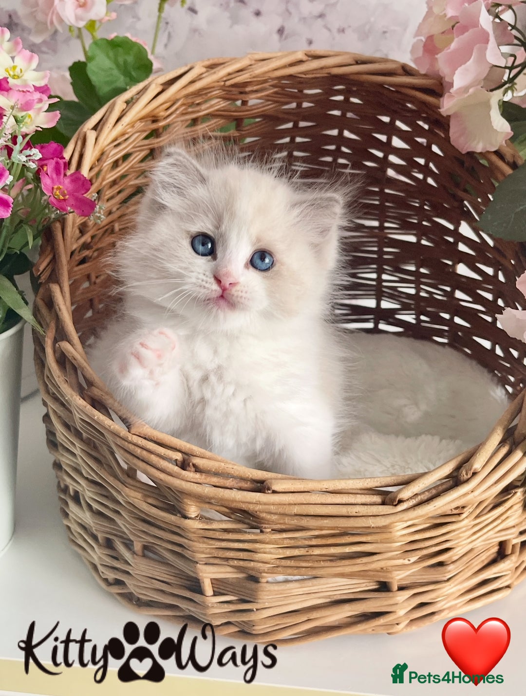 Ragdoll cats for sale: 🐾🩷*TICA REG* LYNX TABBY EU RAGDOLL KITTENS🩵🐾 - Image 7