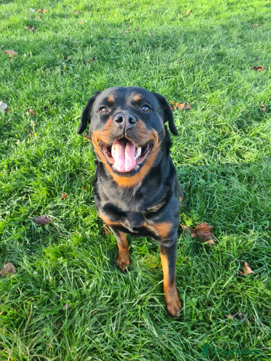 Rottweiler dogs for sale: Exceptional KC Registered Rottweiler - Advert 8
