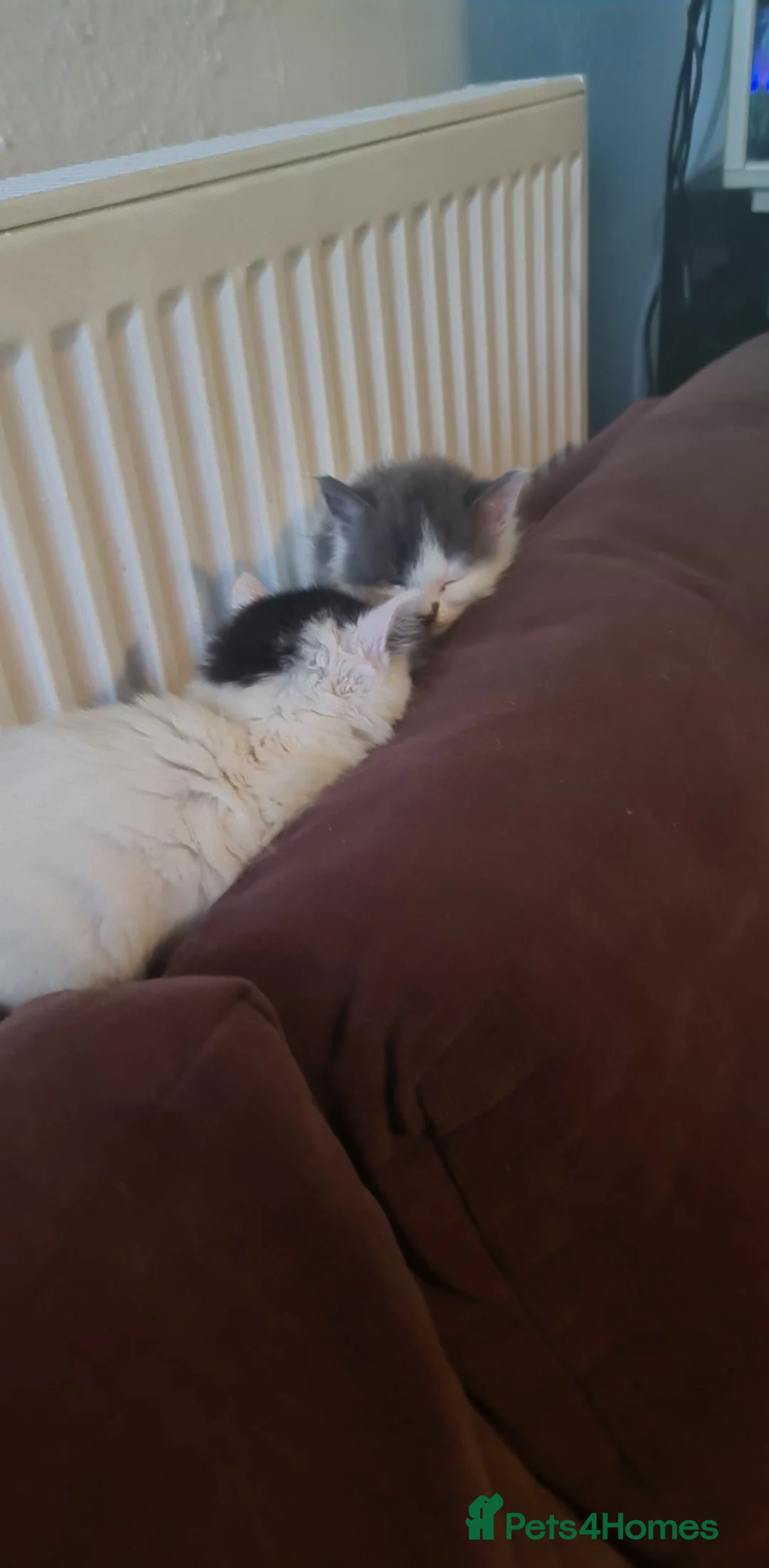 Siberian cats for sale: Kittens - Advert 17