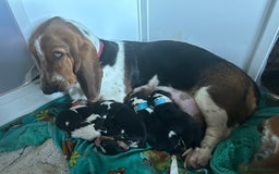 Basset Hound dogs for sale: Basset Hound female puppy-last of litter - Image 3