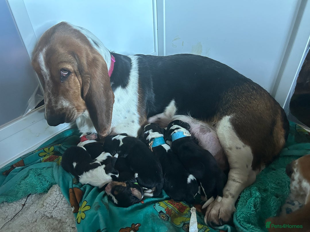 Basset Hound dogs for sale: Basset Hound female puppy-last of litter - Image 3