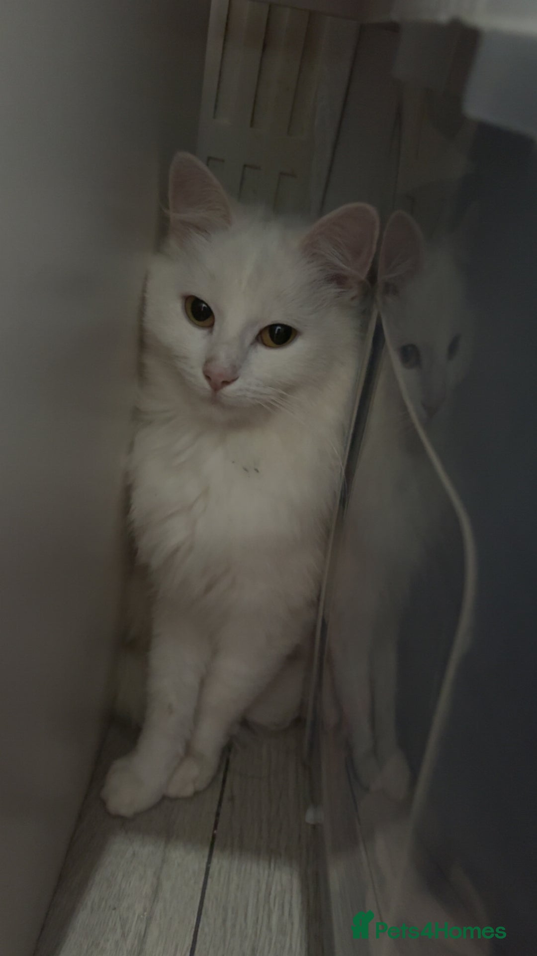 Turkish Angora cats for sale: TURKISH KITTENS FOR SALE - Advert 2