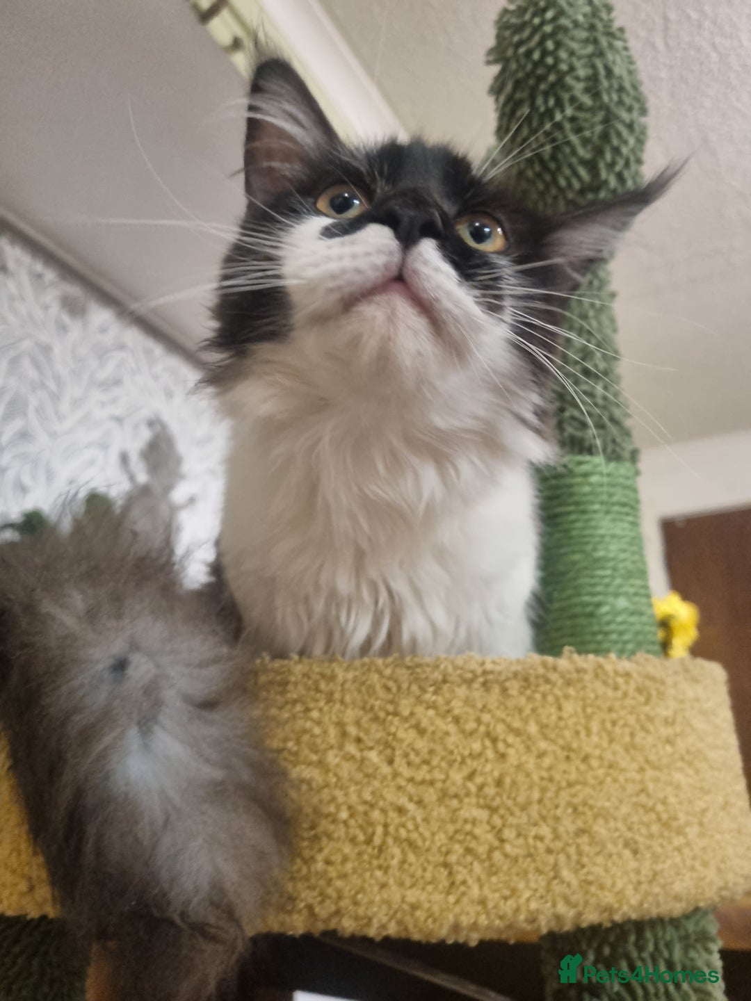 Maine Coon cats for sale: Female Maine coon  - Advert 7