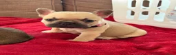French Bulldog dogs for stud: Lilac and tan carrying cream, testable & fluffy in Motherwell - Advert 33