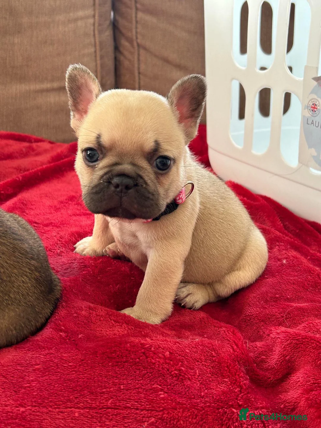 French Bulldog dogs for stud: Lilac and tan carrying cream, testable & fluffy in Motherwell - Advert 33