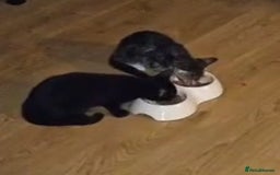 Mixed Breed cats for sale: Boy and girl beautiful cats  - Image 3