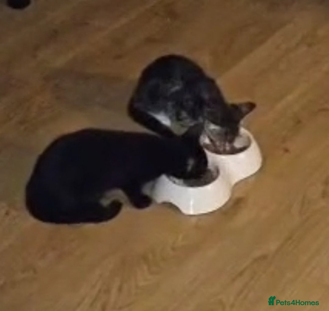 Mixed Breed cats for sale: Boy and girl beautiful cats  - Image 3