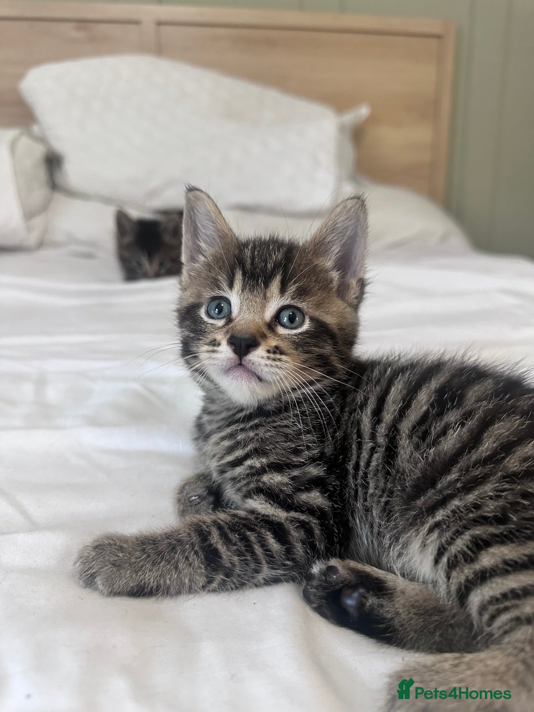 Bengal cats for sale: 4 Bengal cross kittens  - Image 12