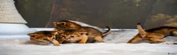Abyssinian cats for sale: Ruddy Abyssinians Kittens-Outstanding Pedigree  - Advert 13
