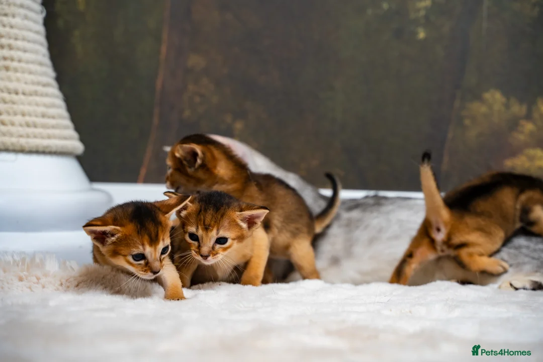Abyssinian cats for sale: Ruddy Abyssinians Kittens-Outstanding Pedigree  - Advert 13