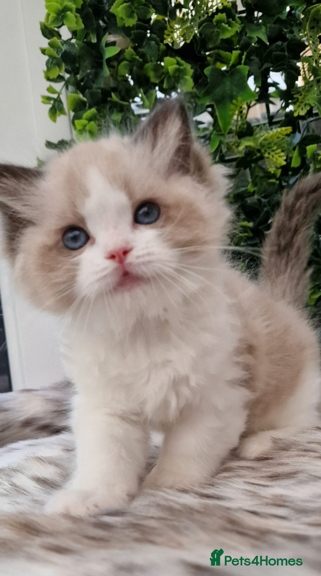 Ragdoll cats for sale: 🎀✨️Waiting list for lovely TICA🐱is open✨️🎀 in Slough - Image 2