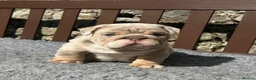 English Bulldog dogs for sale: Beautiful English bulldog puppies - Advert 30