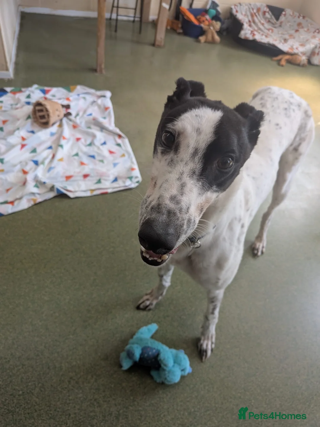 Greyhound dogs for adoption: Jet   - Advert 4