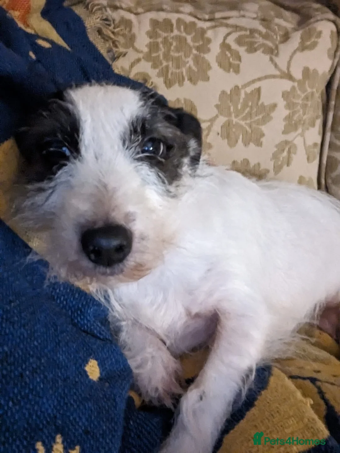 Jack Russell dogs for sale: Bella - Advert 1