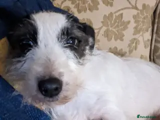 Jack Russell dogs Bella - Advert 1