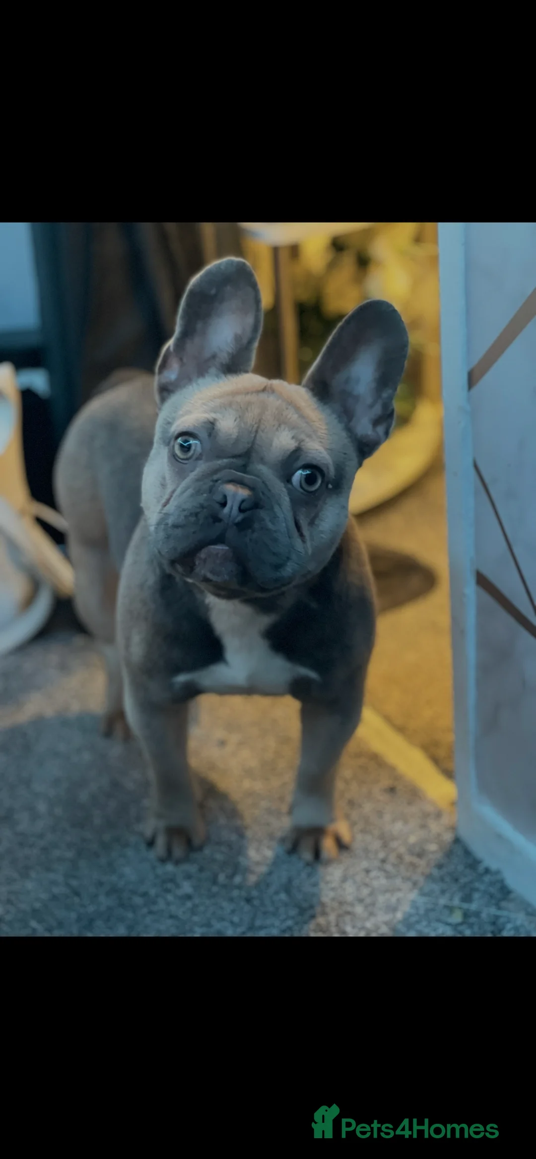 French Bulldog dogs for sale: Beautiful tan blue French bull dog  - Advert 2