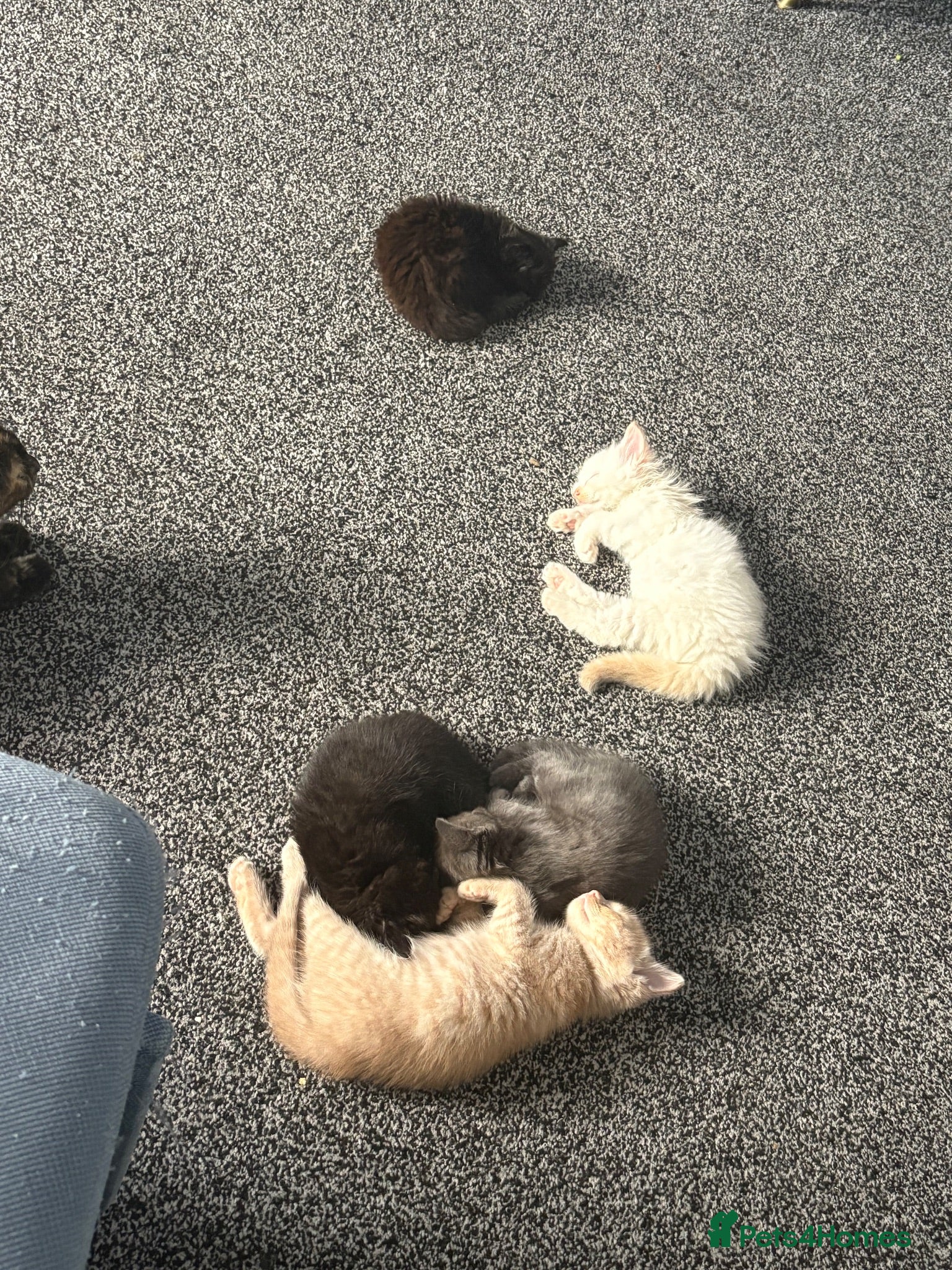 Mixed Breed cats Kittens looking for a forever home - Advert 5