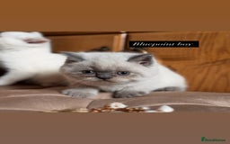 British Shorthair cats for sale: British shorthair kittens colourpoint cream point  - Image 5