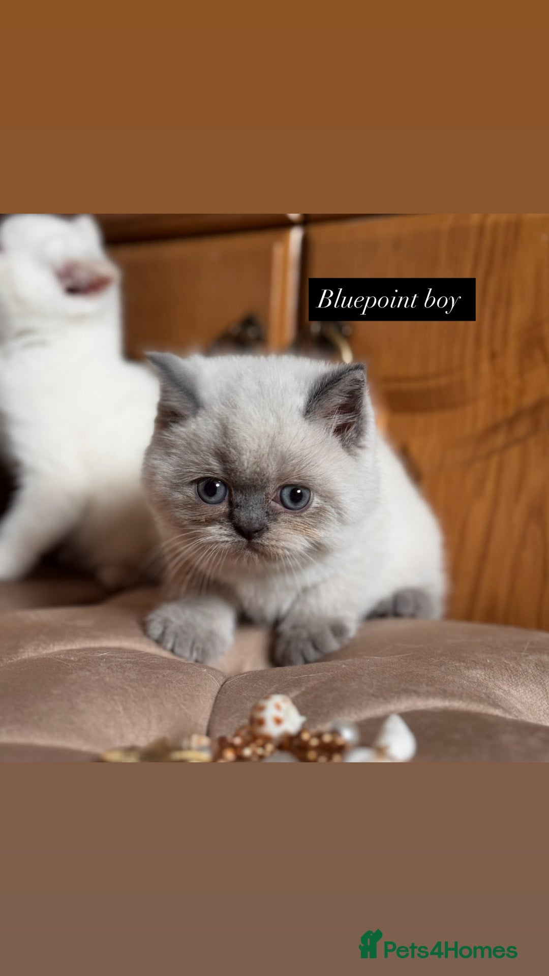 British Shorthair cats for sale: British shorthair kittens colourpoint cream point  - Image 5