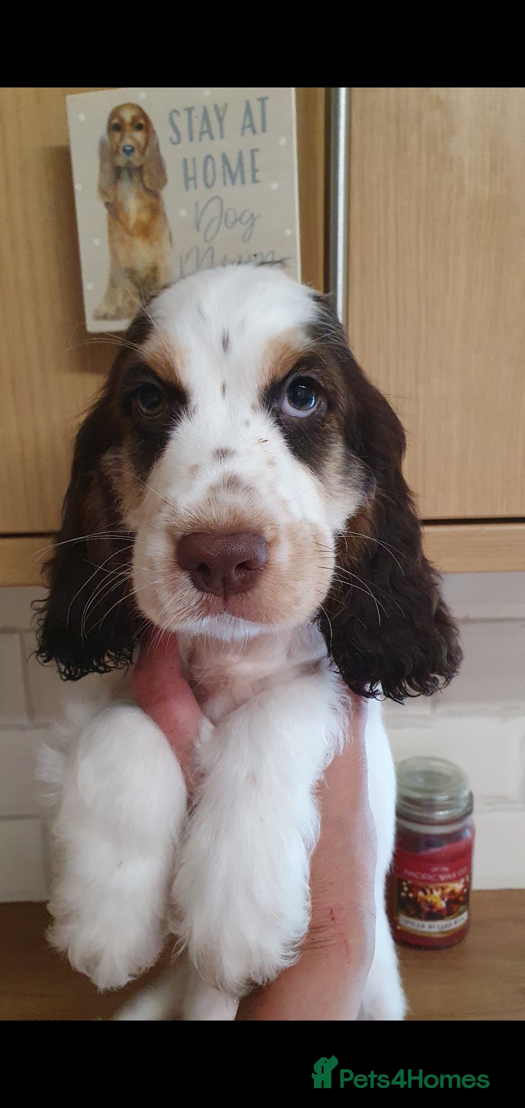 Cocker Spaniel dogs for sale: Ready to leave now - Image 1