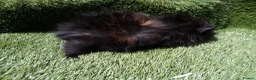 Guinea Pig rodents for sale: ABYSSINIAN BOYS - Advert 8