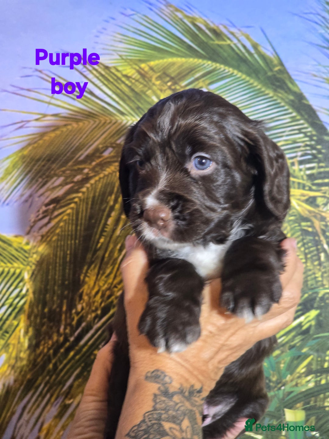 Sprocker dogs for sale: Beautiful Sproker pups for sale   - Image 29