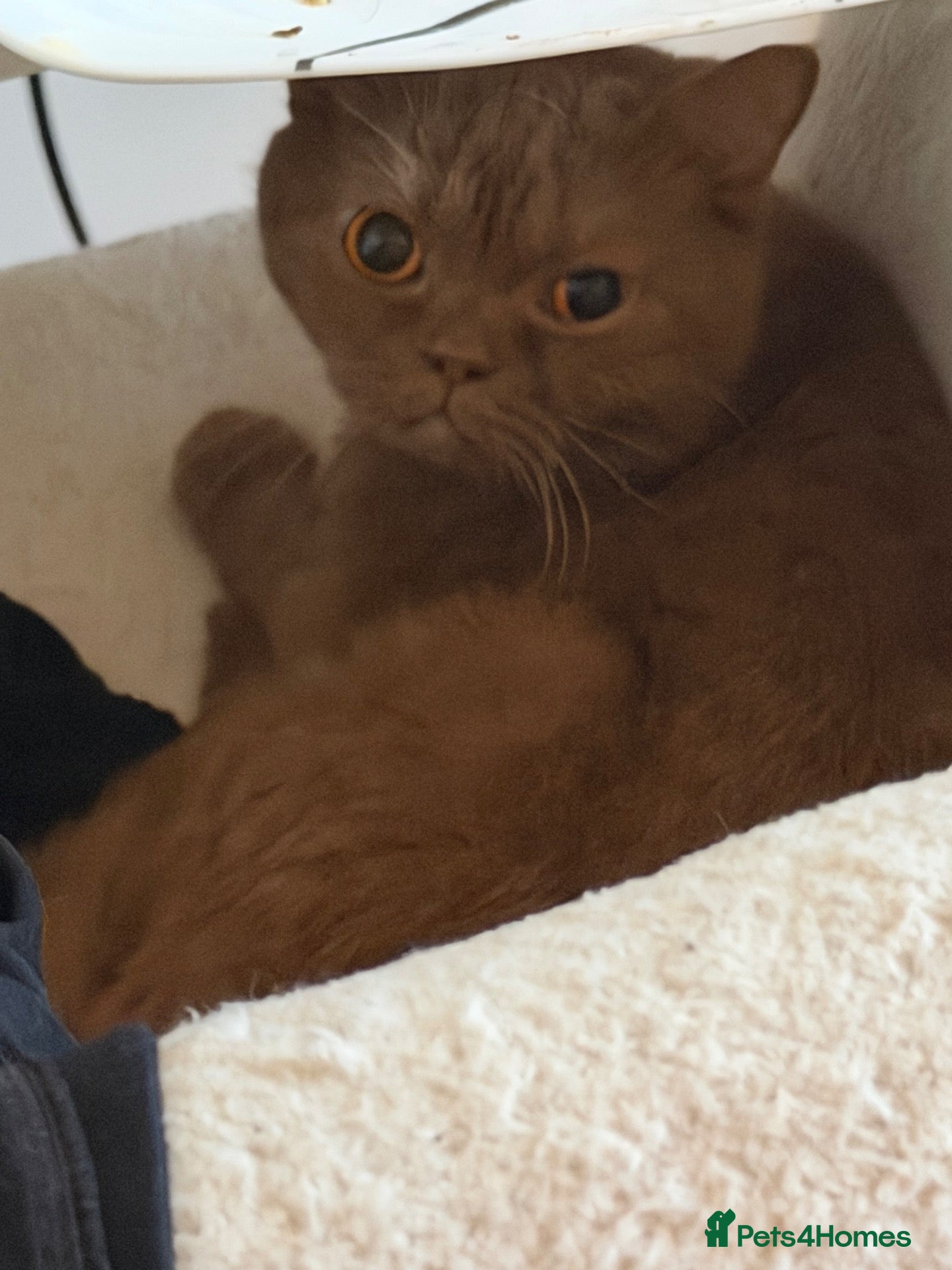 British Shorthair cats British short hair female brown (ACTIVE)  - Advert 2