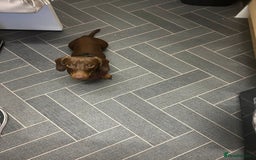 Miniature Dachshund dogs for sale: 1 year old miniature dachshund for sale  - Advert 6