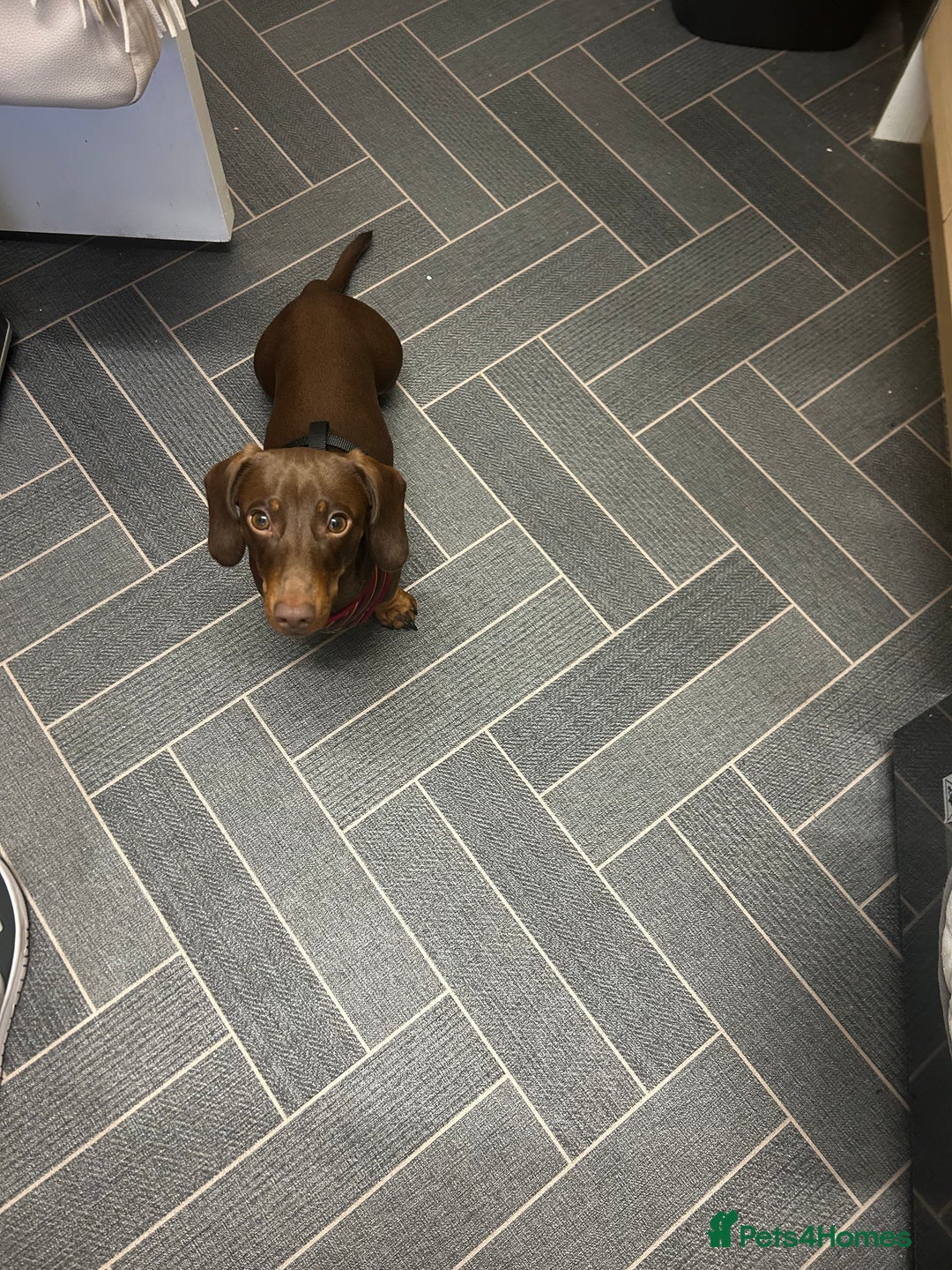Miniature Dachshund dogs for sale: 1 year old miniature dachshund for sale  - Advert 6