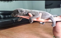 Staffordshire Bull Terrier dogs for sale: Pure blue staffy puppies ready to go - Image 10